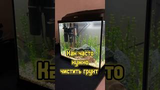 Зачем и как сифонить грунт в аквариуме 🐟 #питомцы #аквариум #рыбки #aquarium #fish