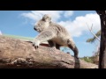 the moment this baby koala climbs up and cuddles cameraman 2 additional footage