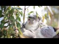 the moment this baby koala climbs up and cuddles cameraman 2 additional footage