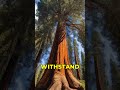 How old do you think the giant sequoia Trees really are?