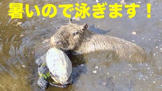 ピース「暑いので泳ぎます！」　大宮公園のカピバラたち