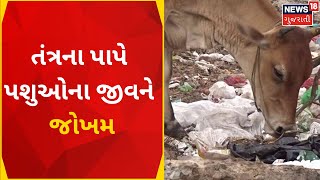 Morbi News: તંત્રના પાપે પશુઓના જીવને જોખમ | Gujarati News | News18 Gujarati