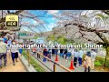 Tokyo Cherry Blossoms in Full Bloom 2023 Walking Tour - Tokyo Japan [4K/HDR/Binaural]