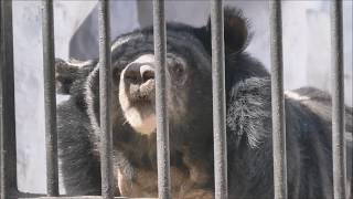 இமயமலை கருப்பு கரடி, Himalayan black bear (Ursus thibetanus laniger)