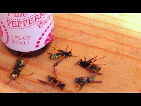 How To Get Rid Of Wasps Naturally How To Get Rid Of Wasps Naturally