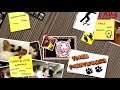 cats going crazy funniest catnip reactions and much more