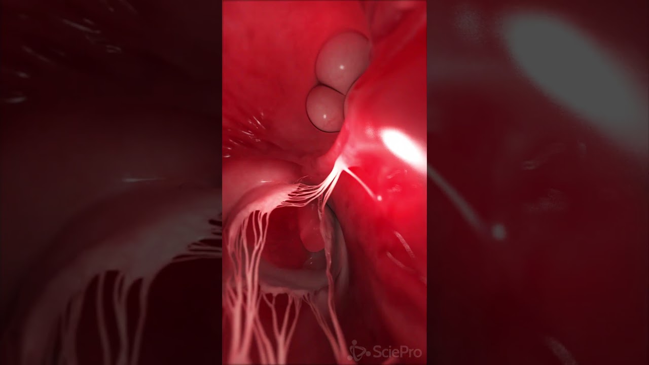 рџ Journey Through The Heart From Outside To Inside рџ Anatomy Biology