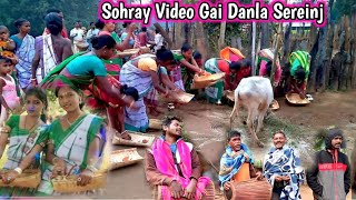 Sohrai Video || Gaidanla Sereinj || @simaltudu || Sohray Video