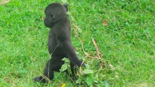 小金剛Ringo背著樹枝走好可愛Ringo walking with a branch on his back is so adorable#little gorilla