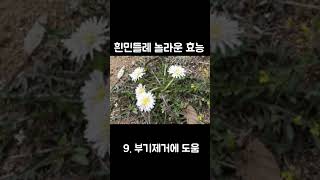 당신이 몰랐던 흰민들레의 놀라운 효능 10가지