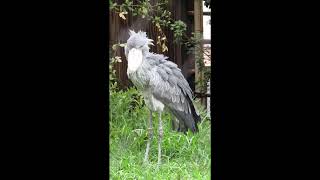 ほとんど動かないハシビロコウ【motionless shoebill】