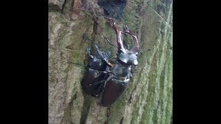 Lucanus cervus cervus - Stag Beetle / Hirschkäfer