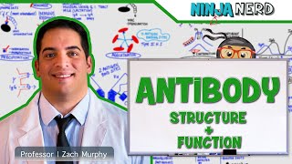 Immunology | Antibody Structure & Function