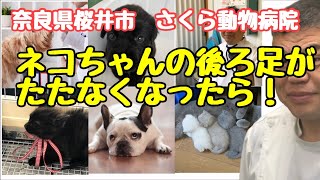 【奈良県　動物病院】ネコちゃんが後ろ脚をひきずりだしたら