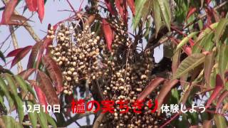 うきはかいねっと　道の駅より「櫨の実ちぎり体験しよう」の紹介です。　2016/11/29