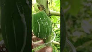 papaya milk for use medical / Papain Tapping From Papaya #shorts #viral #youtubeshorts