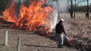 2021年の田島ヶ原サクラソウ自生地の草焼き（野焼き）：Controlled burning in Japan @ Tajimagahara, Saitama Prefecture