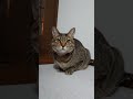 あくびしながらしゃべる猫【cat talking while yawning】