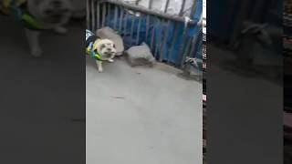 MIntbowl dog wheelchairs India Pug is crazy to run again Mob 9979035679 paralyzed handicap dog cart