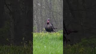 INSANE!!! Big Boss Gobbler Jelly Head! #shortsvideo #youtubeshorts #turkeyhunting #hunting #gobble