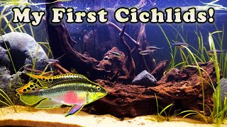 GREAT CICHLIDS For 20G Tank/ SUPER Colorful Tank Mates For Neons!