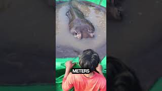 The Worlds LARGEST Stingray