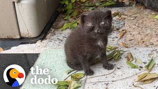 Video Game Streamer Rescues Kittens from Backyard | The Dodo Cat Crazy