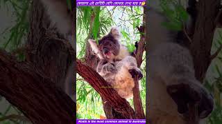 কোয়ালা এই প্রাণীটি বিলুপ্ত প্রায় 🤔? ||Koala This animal is almost extinct ||💯 #youtube #shorts