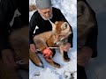 save the life of an injured fox in arctic region wildlife arcticanimals rescueanimals