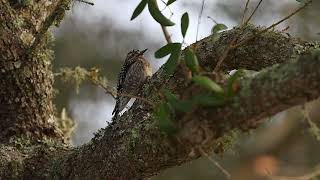 Juvenile Yellow-Bellied Sapsucker