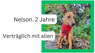 Hunde Vermittlung. Nelson, 2 Jahre jung. Ein sanfter Schatz sucht seine Familie! 🐾