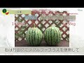 万田アミノアルファプラスの使い方｜小玉スイカ栽培方法ver（植物用万田酵素）