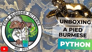 Unboxing an Unbelievable Burmese Python!