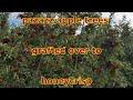 GRAFTED APPLE TREES      6 MONTHS LATER