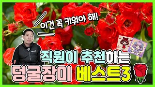 이건 꼭 키워야 해! 직원이 추천하는 사계덩굴장미 베스트3 🌹