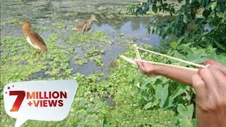 বকপাখি ধরার বাস্তব অভিজ্ঞতা  || Real experience of catching bird .