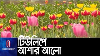 ইউরোপের বসন্তের ফুল টিউলিপ গাজীপুরের কেওয়া গ্রামে || #TulipFlower