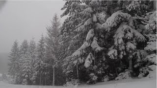 Relaxing Snowfall 2 Hours - Sound of Light Wind Breeze and Falling Snow in Forest (Part 2)