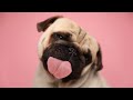 20 sounds that dogs love