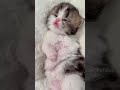 the sounds of the kitten 2025🧸😻💕 cat cute kitten