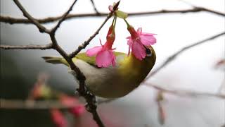 綠繡眼與櫻花 🐦🌸 bird and cherry flowers