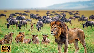 4K African Wildlife: The World's Greatest Migration from Tanzania to Kenya With Real Sounds #42