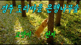 [경주] 도리마을 은행나무 숲, 이번주가 절정입니다. Gyeongju Ginkgo Forest.