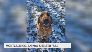 Montcalm County Animal Shelter asking for help after hitting full capacity