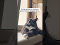 Да и что 🙄 cat follow кот котики тренды рек рекомендации