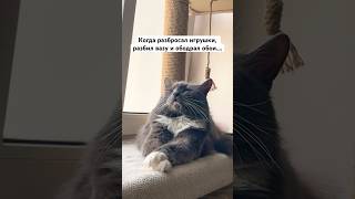 Да, и что? 🙄 #cat #follow #кот #котики #тренды #рек #рекомендации