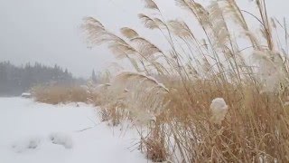 雪と枯れススキ