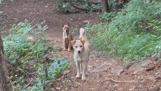 훌쩍 자란 산개 두 마리