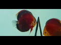 proven pair or red cover blue rim chen‘s discus