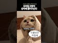 우리집 고양이 상자에 들어가신다